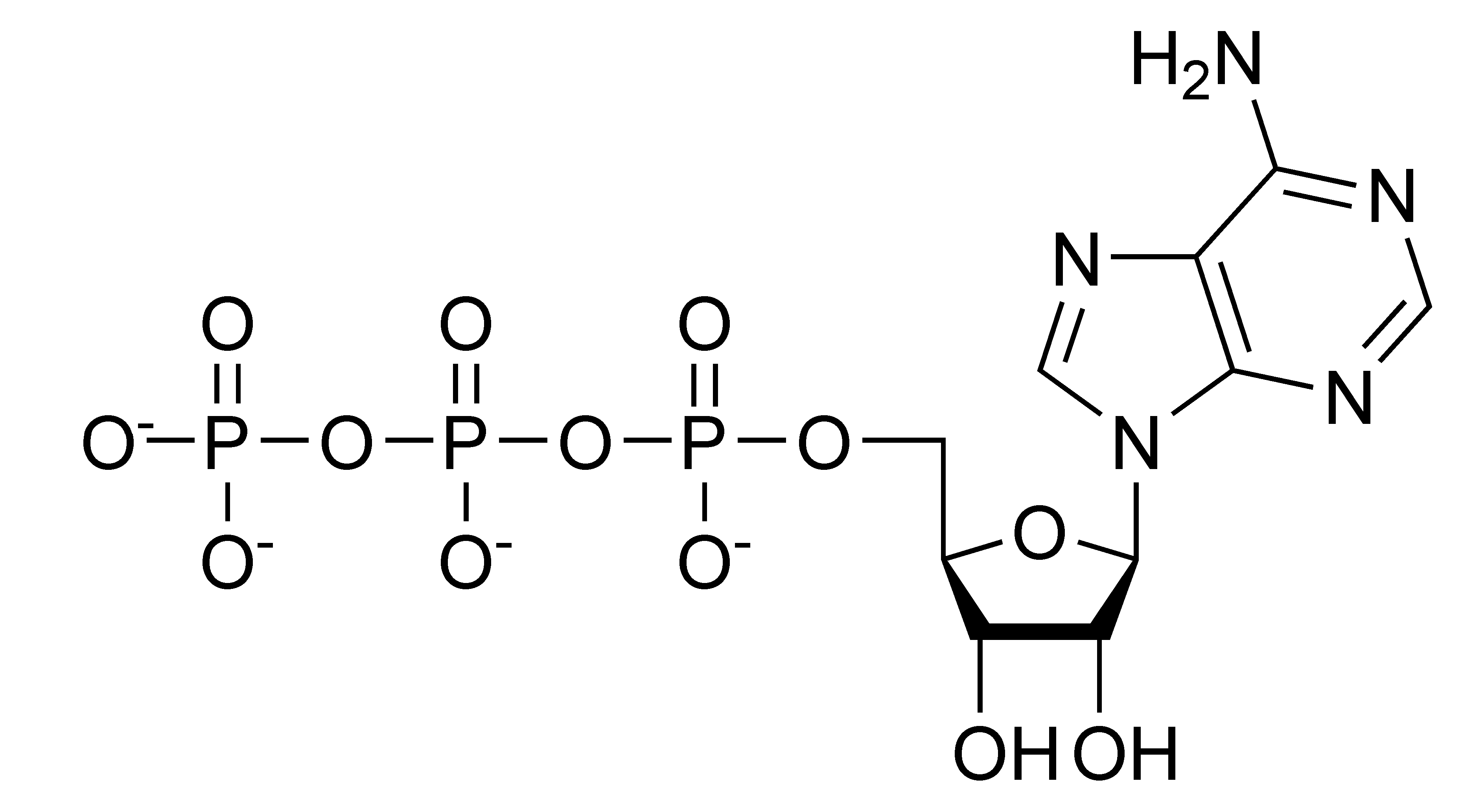 anaerobes