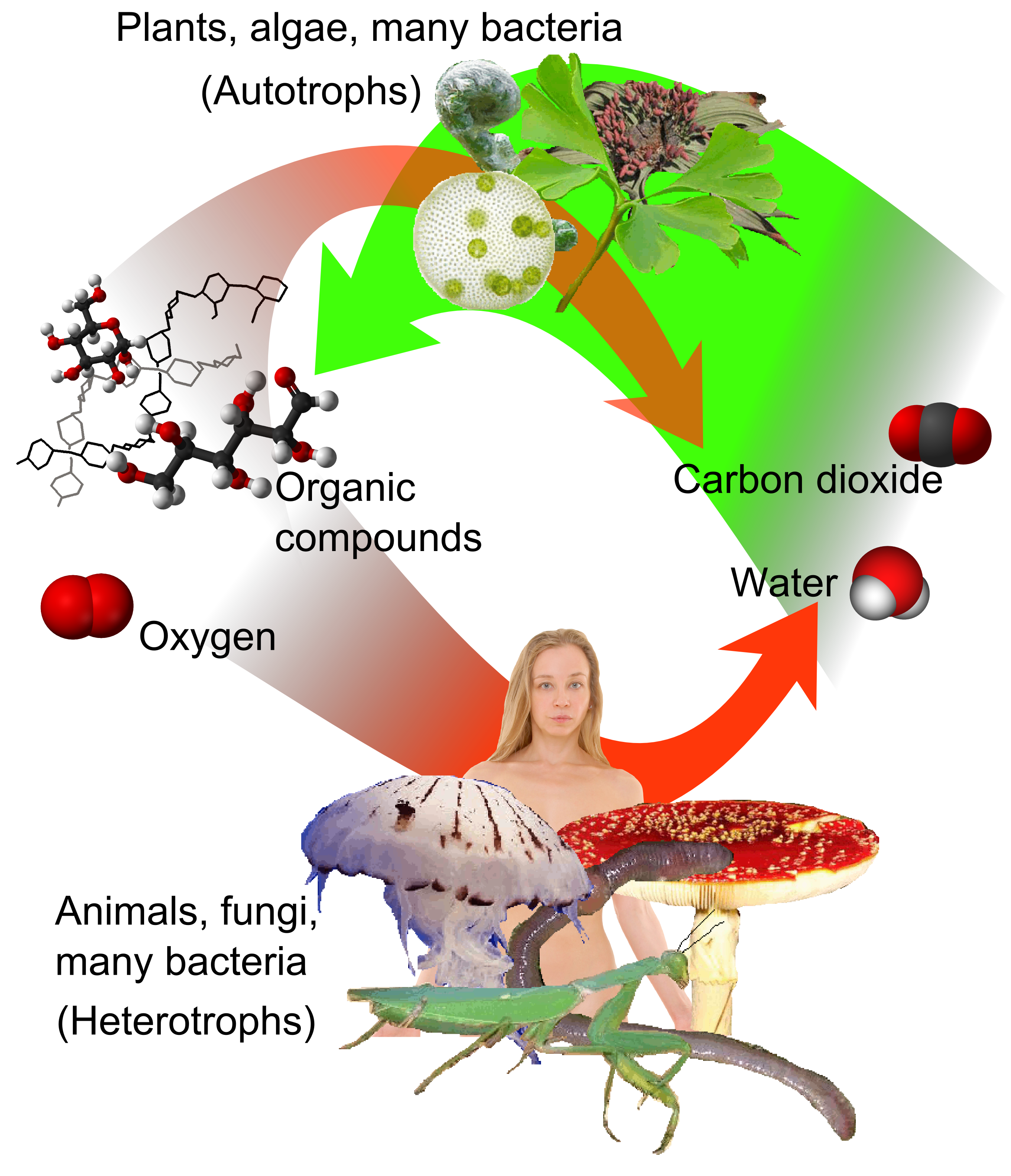 anaerobes