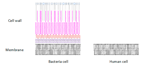 Bacteria cell wall vs human cell membrane